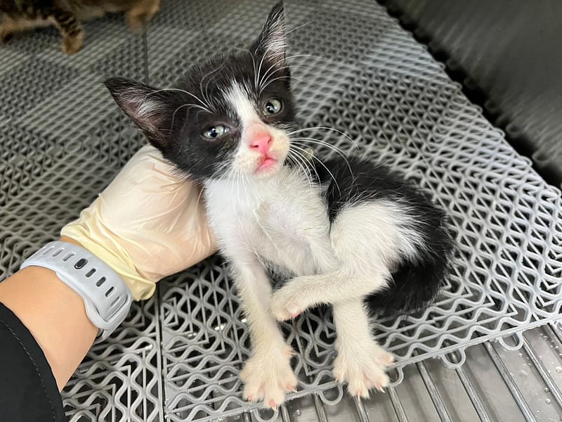 【待認養】混種貓 貓 (女生) - 桃園市動物保護教育園區