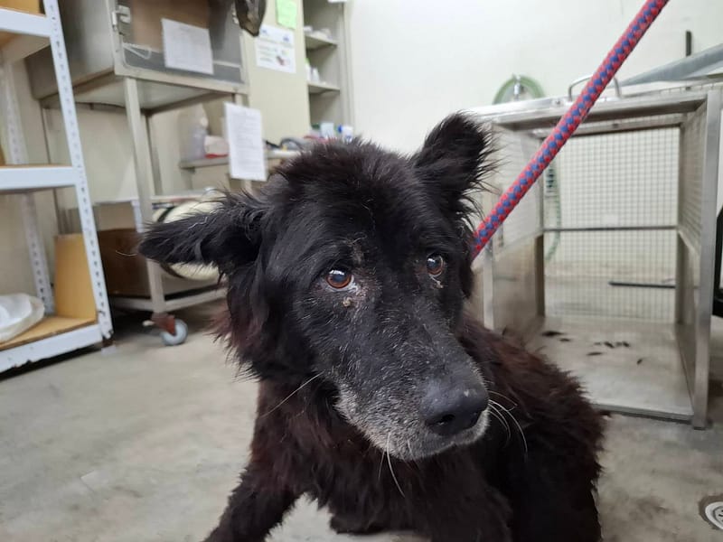 【待認養】混種犬 狗 (男生) - 臺北市動物之家