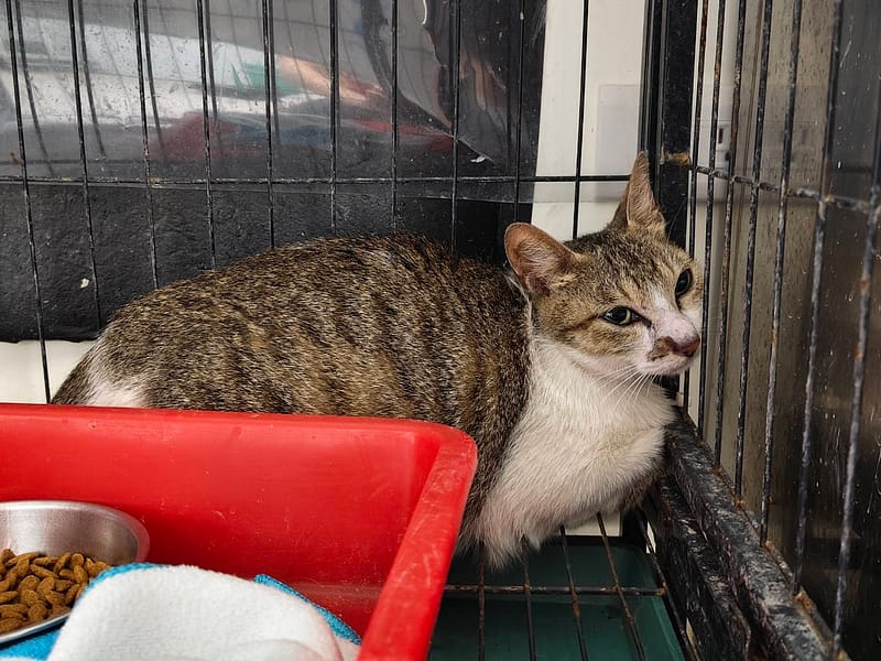 【待認養】混種貓 貓 (女生) - 臺北市動物之家