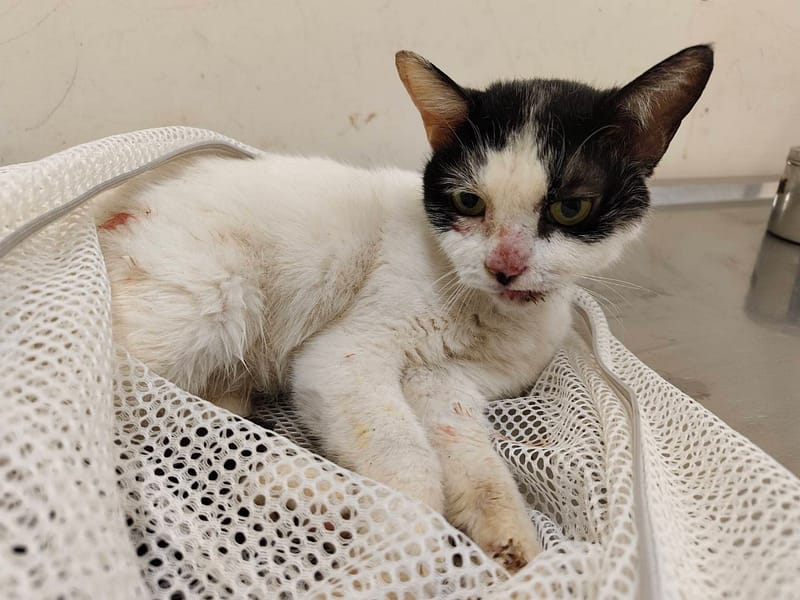 【待認養】混種貓 貓 (女生) - 臺北市動物之家