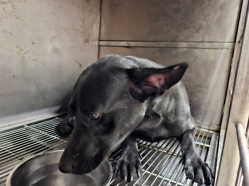 【待認養】混種犬 狗 (男生) - 臺北市動物之家