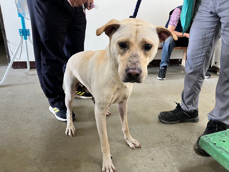 【待認養】混種犬 狗 (男生) - 桃園市動物保護教育園區