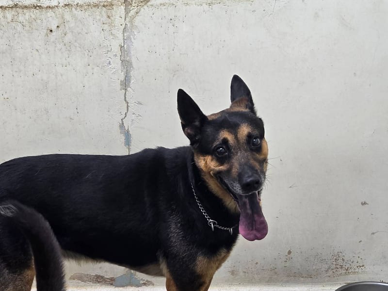 【待認養】混種犬 狗 (男生) - 臺北市動物之家