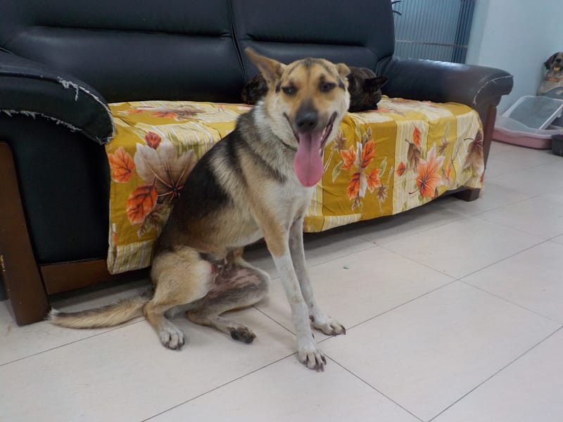 【待認養】混種犬 狗 (男生) - 南投縣公立動物收容所