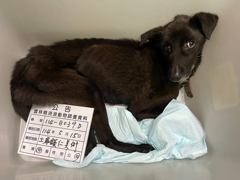 【待認養】混種犬 狗 (女生) - 雲林縣流浪動物收容所