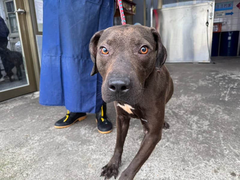 【待認養】比特犬 狗 (男生) - 新北市板橋區公立動物之家