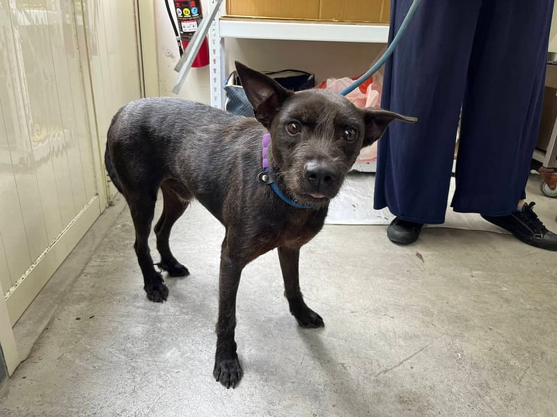 【待認養】混種犬 狗 (男生) - 臺北市動物之家