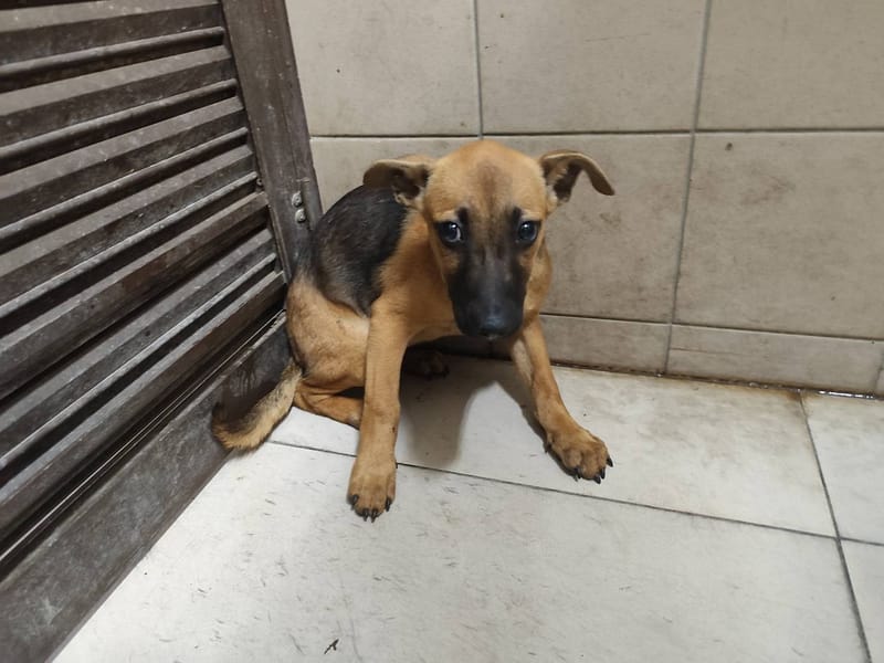 【待認養】混種犬 狗 (女生) - 高雄市燕巢動物保護關愛園區