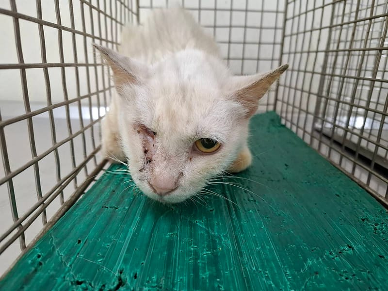 【待認養】混種貓 貓 (女生) - 臺北市動物之家