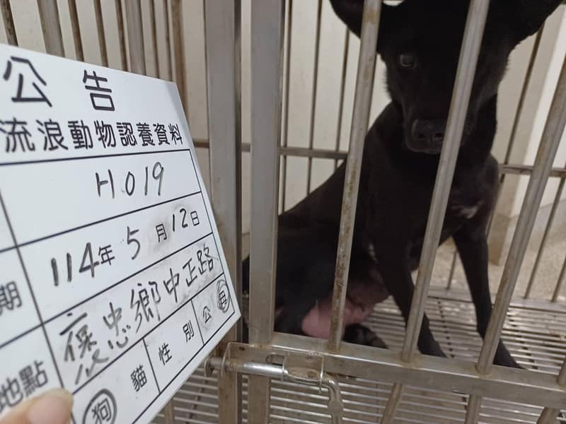 【待認養】混種犬 狗 (男生) - 雲林縣流浪動物收容所