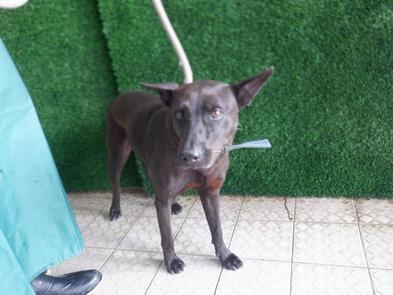 【待認養】混種犬 狗 (男生) - 南投縣公立動物收容所