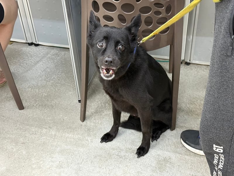 【待認養】混種犬 狗 (男生) - 臺北市動物之家