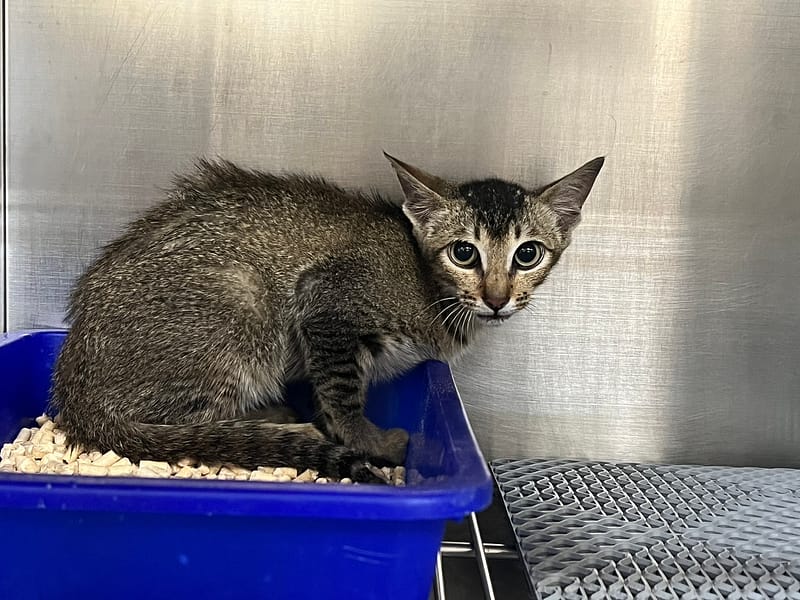 【待認養】混種貓 貓 (男生) - 桃園市動物保護教育園區