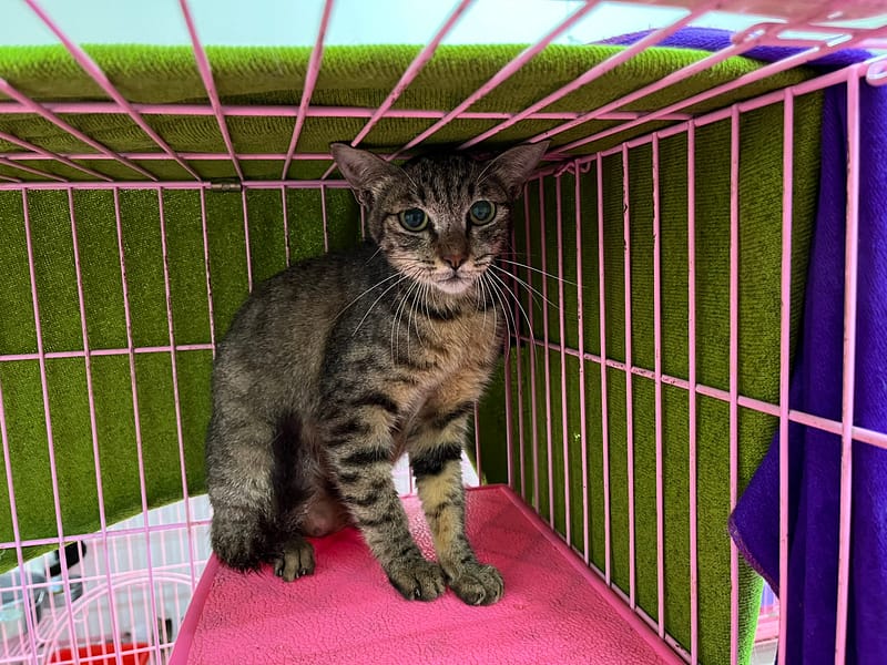 【待認養】混種貓 貓 (女生) - 臺北市動物之家