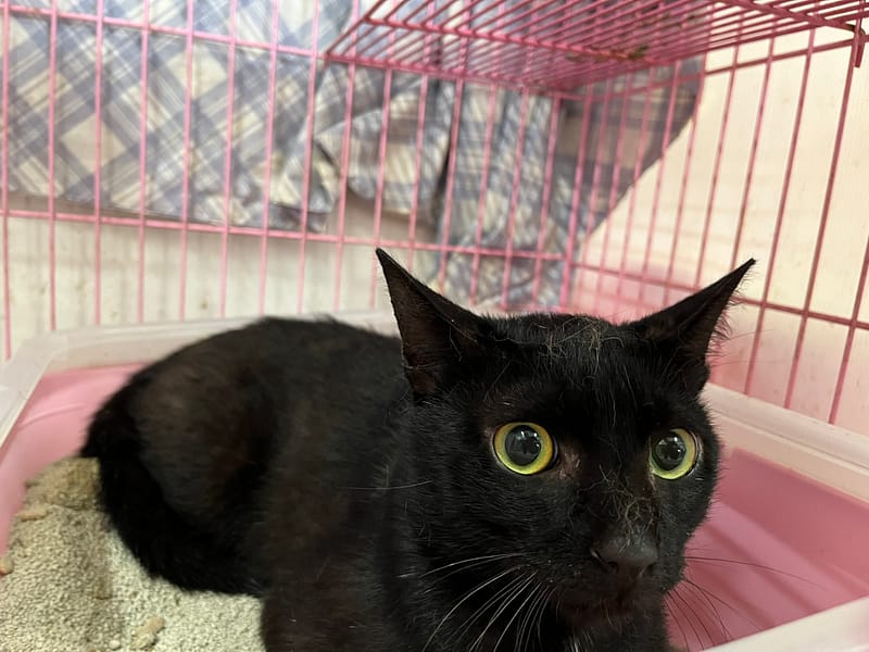 【待認養】混種貓 貓 (男生) - 臺北市動物之家