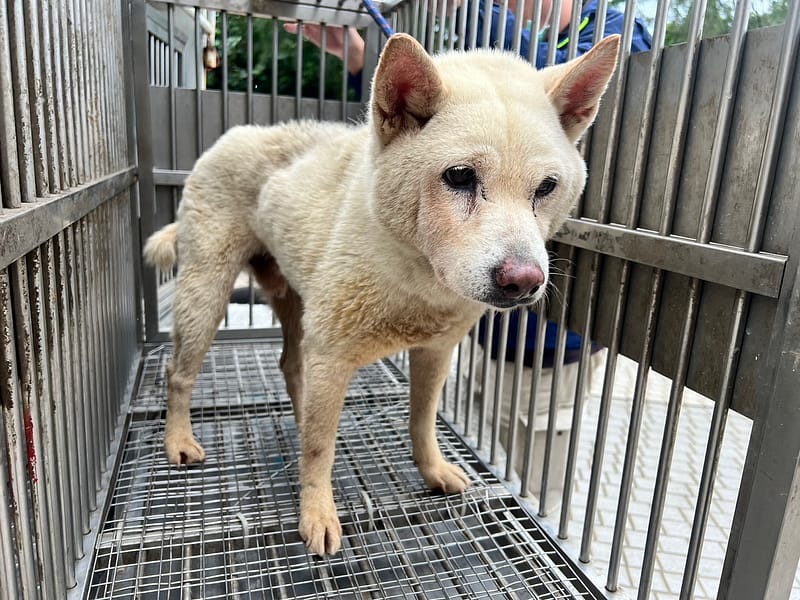 【待認養】柴犬 狗 (男生) - 桃園市動物保護教育園區