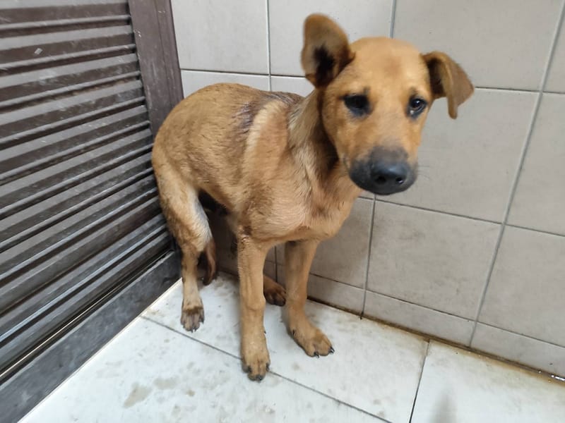 【待認養】混種犬 狗 (男生) - 高雄市燕巢動物保護關愛園區