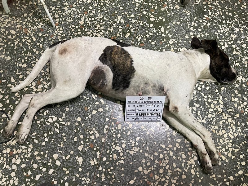 【待認養】混種犬 狗 (女生) - 雲林縣流浪動物收容所