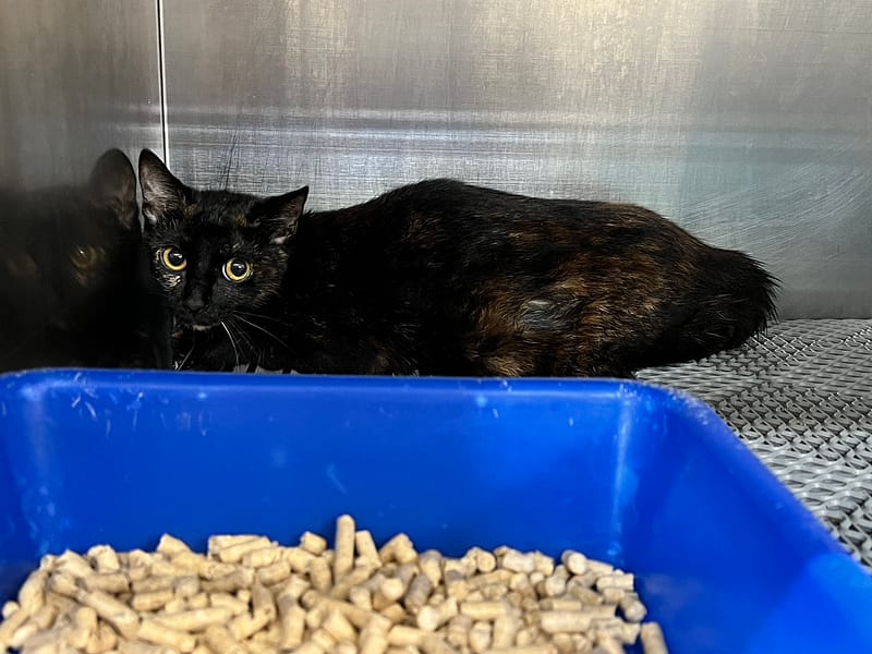 【待認養】混種貓 貓 (女生) - 桃園市動物保護教育園區