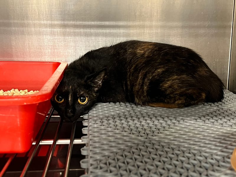 【待認養】混種貓 貓 (女生) - 桃園市動物保護教育園區