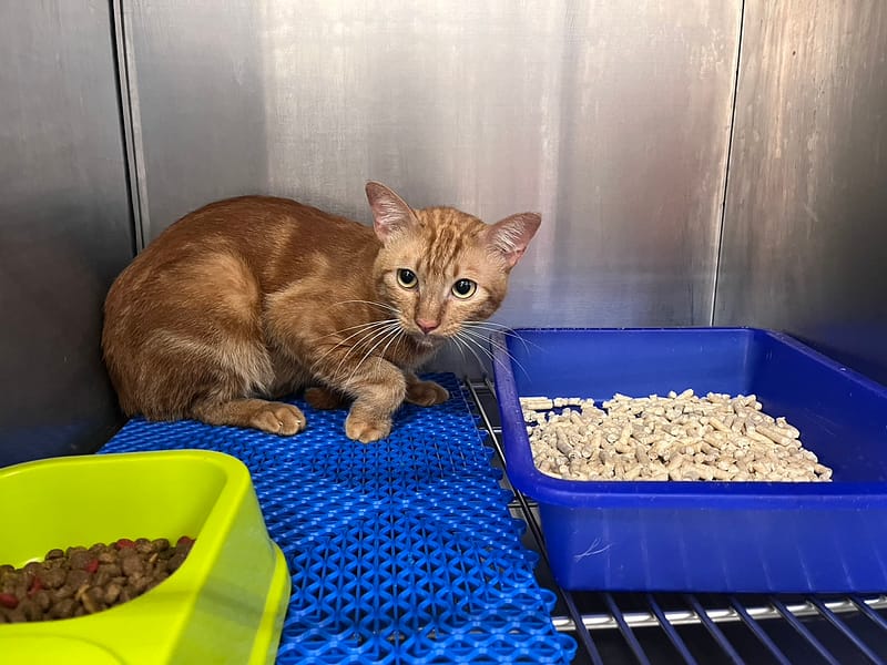 【待認養】混種貓 貓 (男生) - 桃園市動物保護教育園區