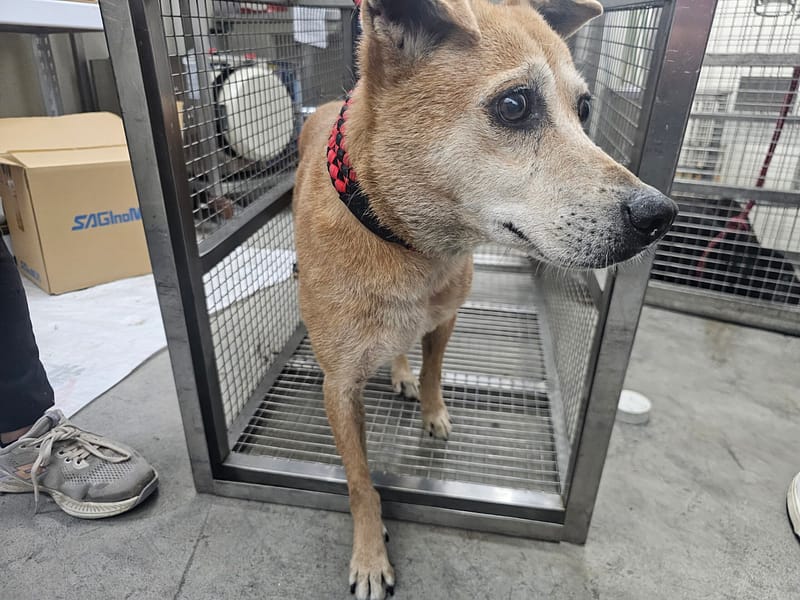 【待認養】混種犬 狗 (女生) - 臺北市動物之家