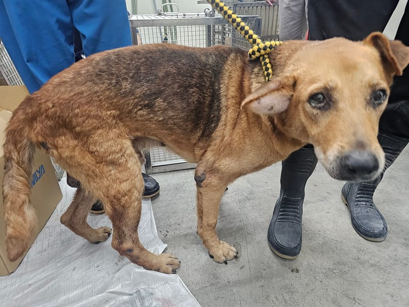 【待認養】混種犬 狗 (男生) - 臺北市動物之家