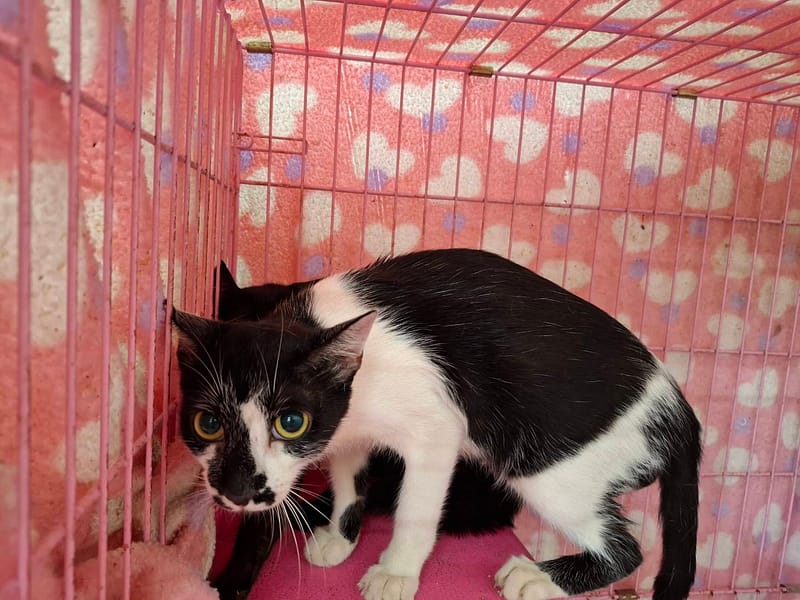 【待認養】布偶貓 貓 (男生) - 臺北市動物之家