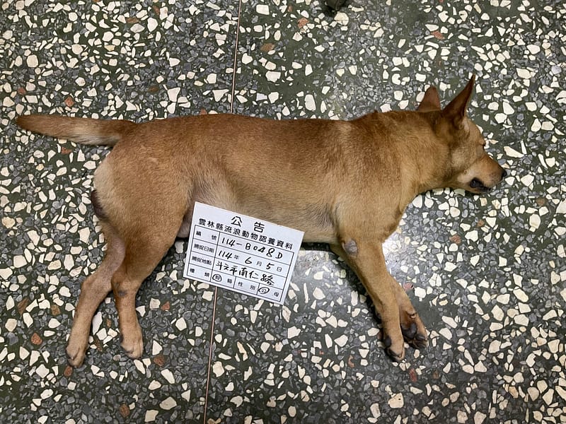 【待認養】混種犬 狗 (男生) - 雲林縣流浪動物收容所