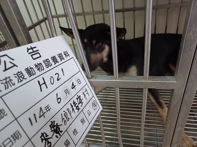 【待認養】混種犬 狗 (女生) - 雲林縣流浪動物收容所