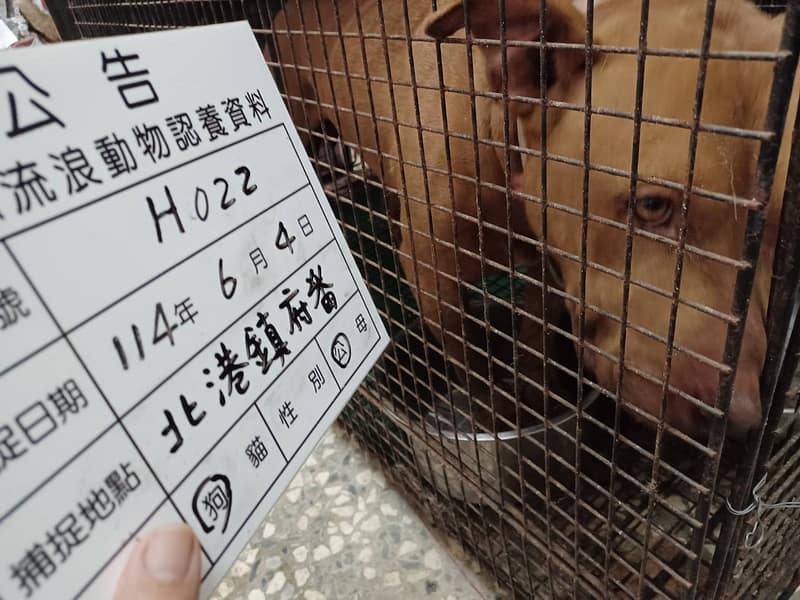 【待認養】比特犬 狗 (男生) - 雲林縣流浪動物收容所