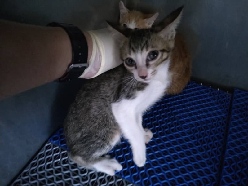 【待認養】混種貓 貓 (男生) - 桃園市動物保護教育園區