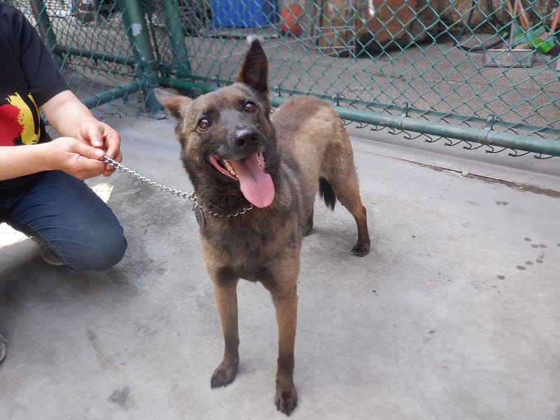 【待認養】混種犬 狗 (女生) - 南投縣公立動物收容所