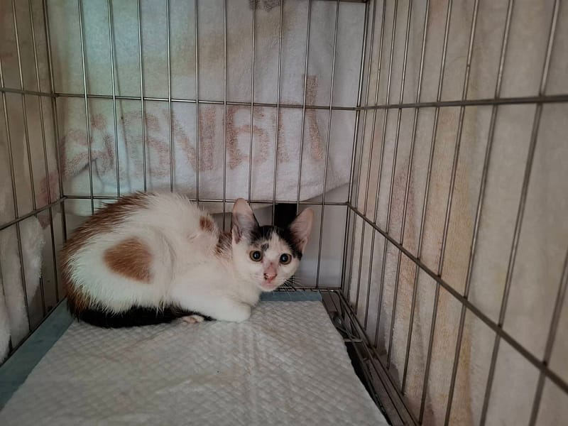 【待認養】混種貓 貓 (女生) - 臺北市動物之家