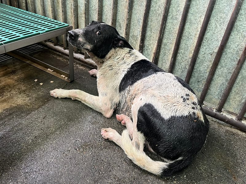 【待認養】混種犬 狗 (男生) - 彰化縣流浪狗中途之家