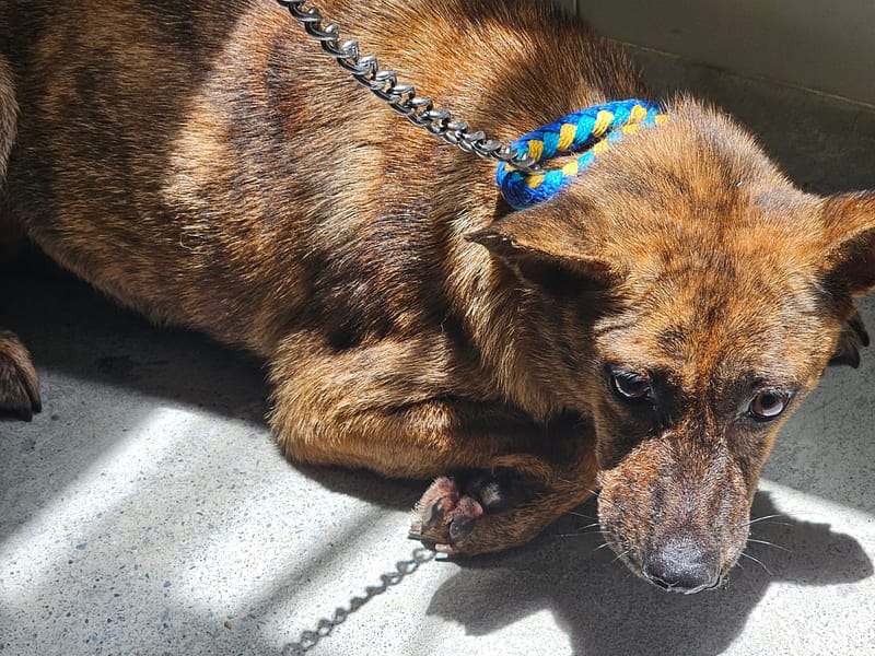 【待認養】混種犬 狗 (女生) - 臺北市動物之家