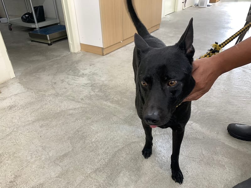 【待認養】混種犬 狗 (男生) - 臺北市動物之家