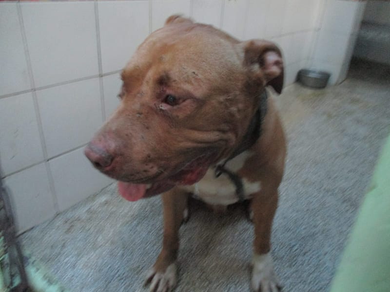 【待認養】比特犬 狗 (男生) - 高雄市壽山動物保護教育園區