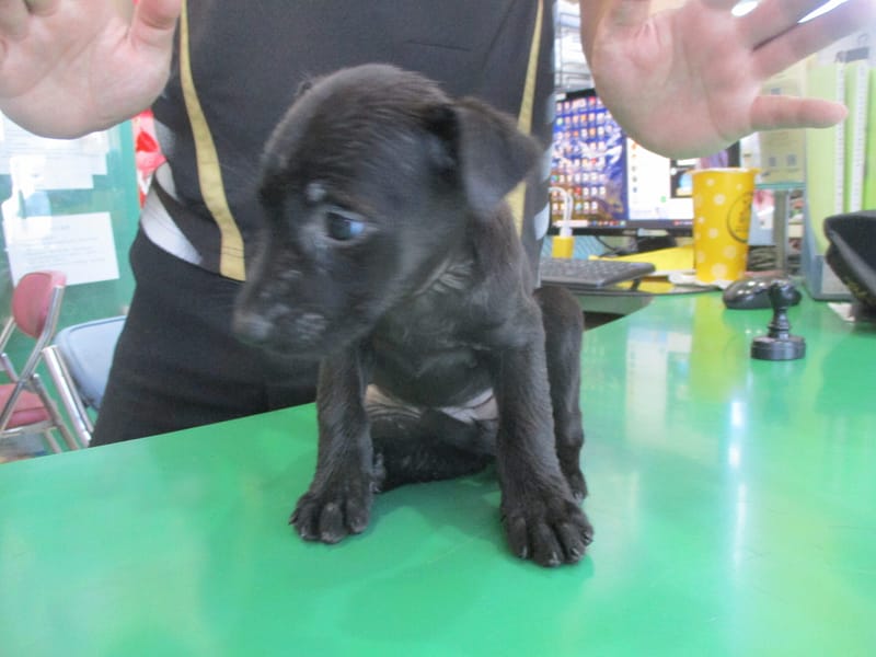 【待認養】混種犬 狗 (女生) - 高雄市壽山動物保護教育園區