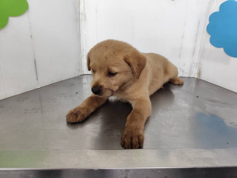 【待認養】混種犬 狗 (女生) - 高雄市燕巢動物保護關愛園區