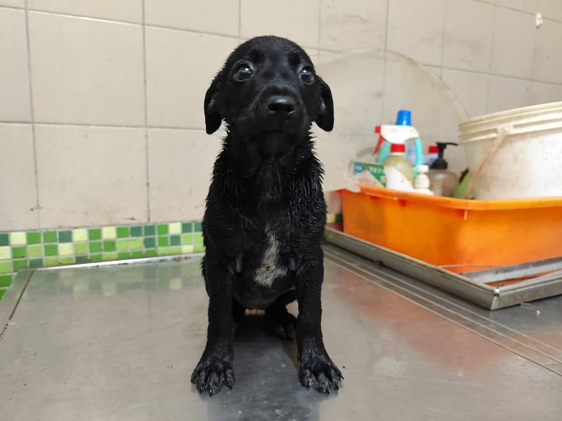 【待認養】混種犬 狗 (男生) - 高雄市燕巢動物保護關愛園區