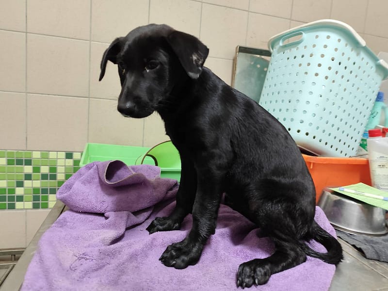 【待認養】混種犬 狗 (女生) - 高雄市燕巢動物保護關愛園區