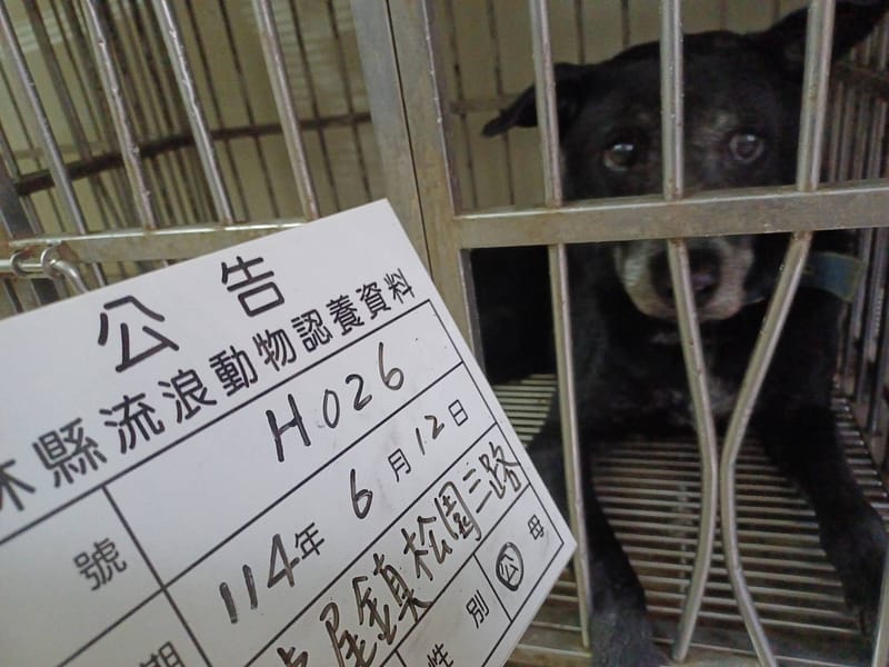 【待認養】混種犬 狗 (女生) - 雲林縣流浪動物收容所