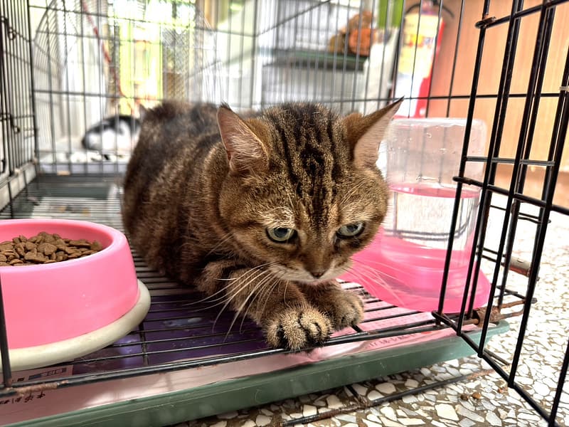 【待認養】美國短毛貓 貓 (男生) - 高雄市壽山動物保護教育園區