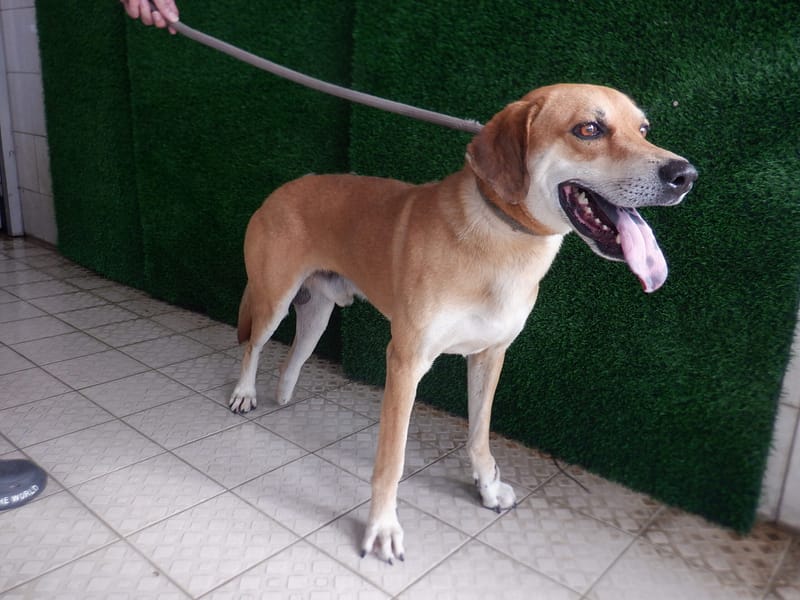 【待認養】混種犬 狗 (男生) - 南投縣公立動物收容所