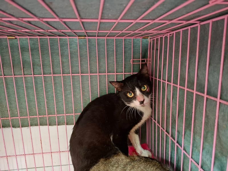 【待認養】混種貓 貓 (男生) - 臺北市動物之家