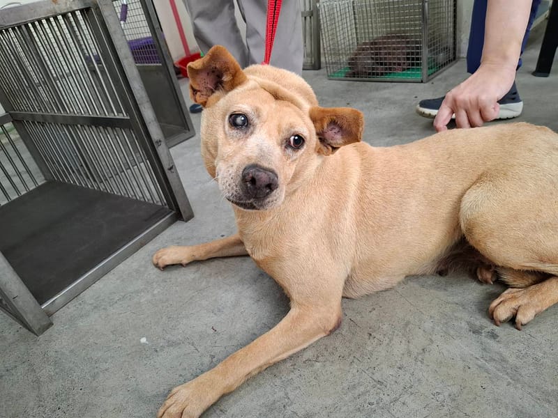 【待認養】混種犬 狗 (男生) - 臺北市動物之家
