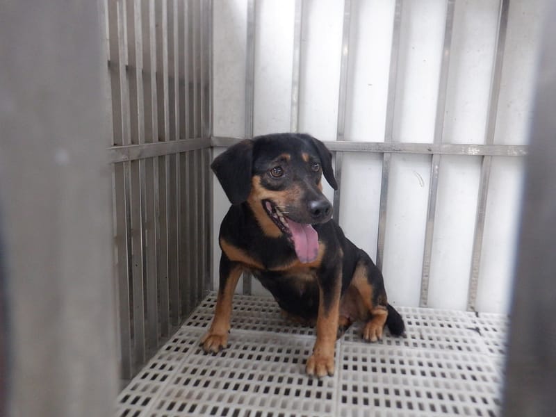 【待認養】混種犬 狗 (女生) - 南投縣公立動物收容所