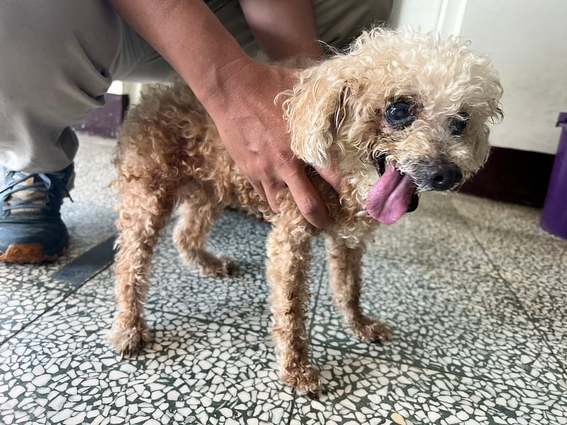 【待認養】貴賓犬 狗 (女生) - 桃園市動物保護教育園區