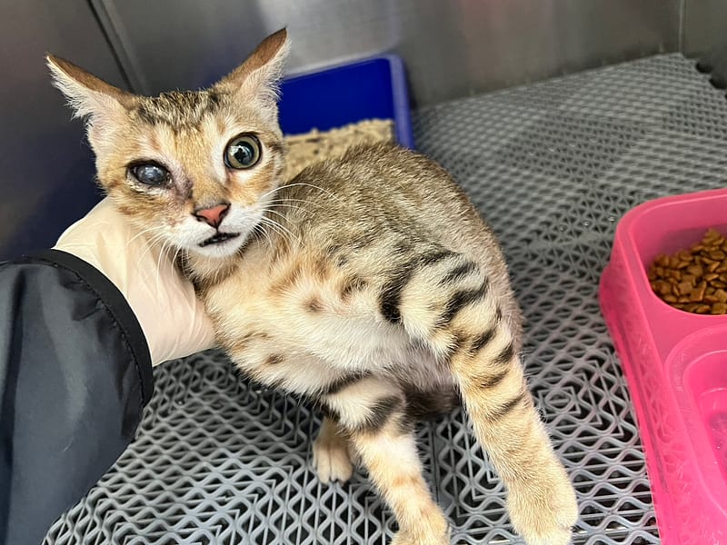 【待認養】混種貓 貓 (男生) - 桃園市動物保護教育園區